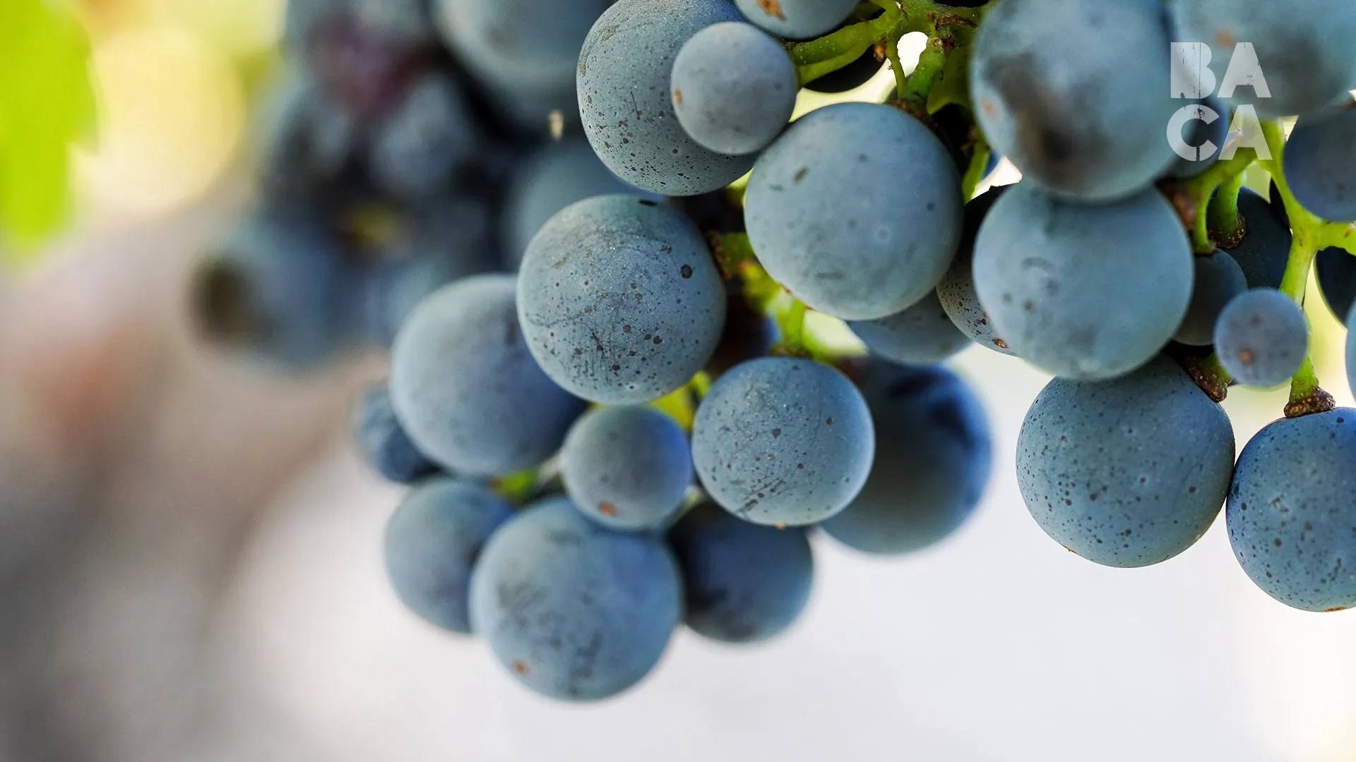 Zinfandel clusters on the vine at Dusi Vineyard, close up